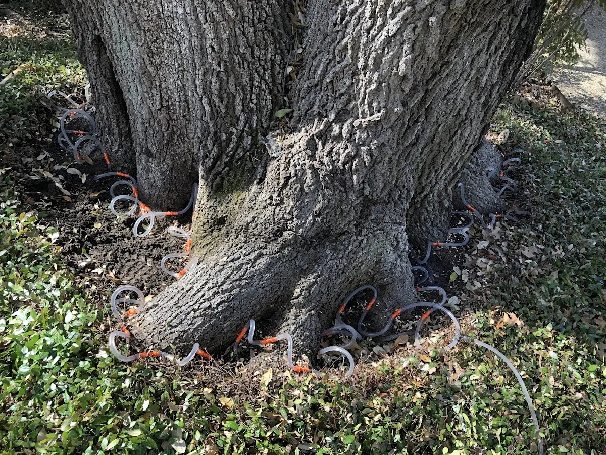 Detailed Shrub and Hedge Trimming job site in Junction