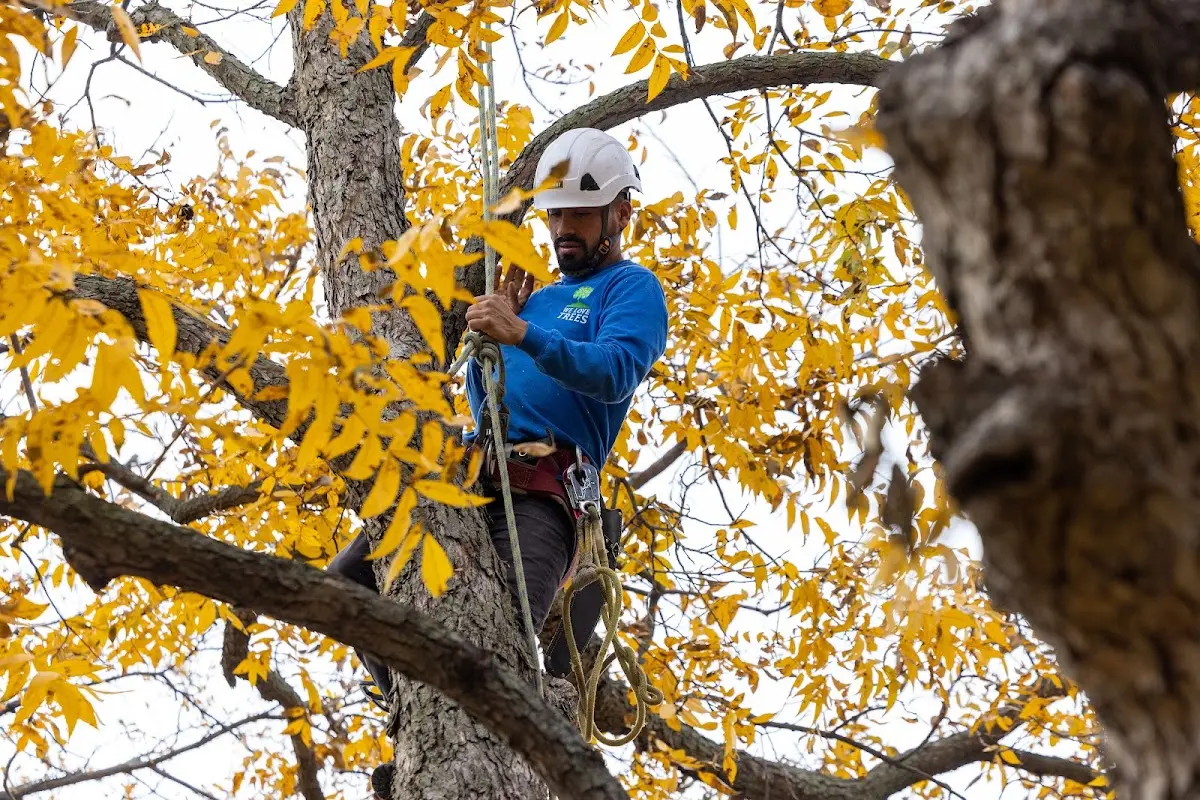 Skilled Emergency Tree Service crew working in Junction