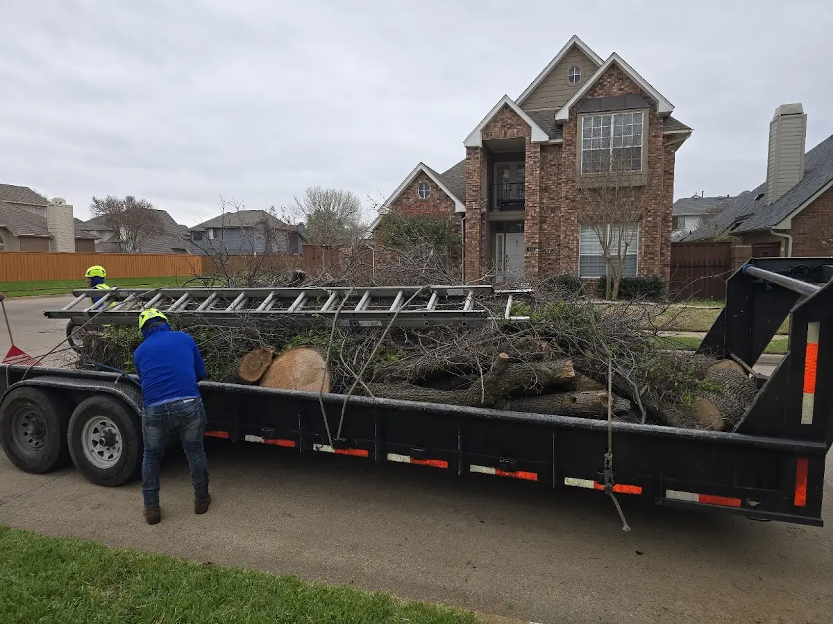 Expert Tree Pest Control with proper safety equipment in Junction